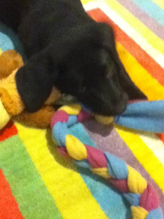 May - Labrador Retriever (3 mois)
