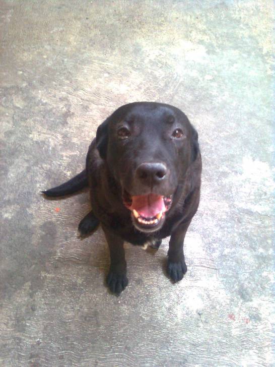 Negra - Labrador Retriever (3 ans)