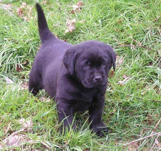 boffy - Labrador Retriever (2 mois)