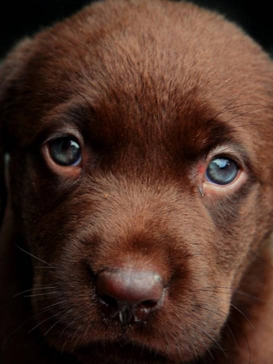 sara - Labrador Retriever (1 an)