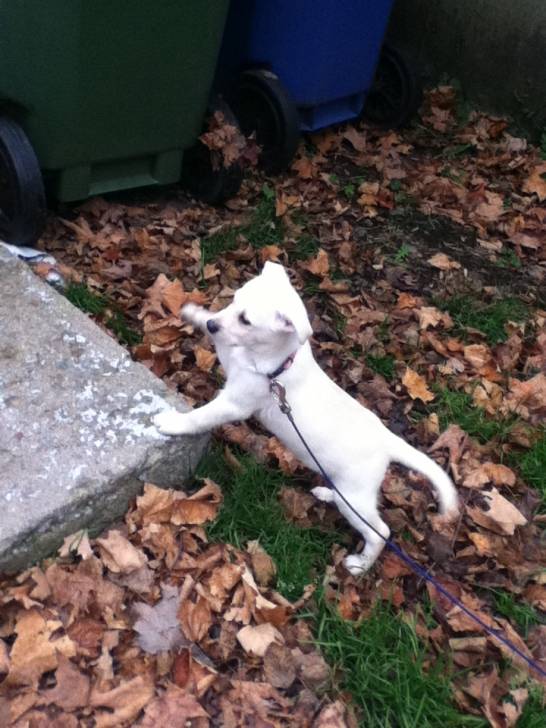 Molly - Labrador Retriever