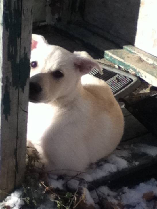 Molly - Labrador Retriever