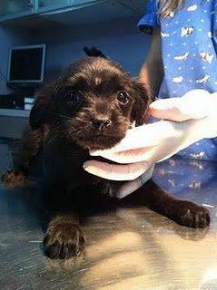 Peki - Labrador Retriever (1 mois)