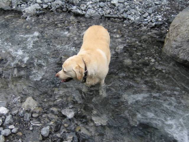 Nala - Labrador Retriever (11 ans)