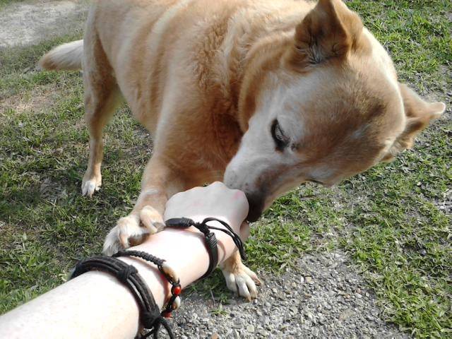 Perdy - Labrador Retriever (12 ans)