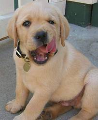 Body - Labrador Retriever Mâle (3 mois)