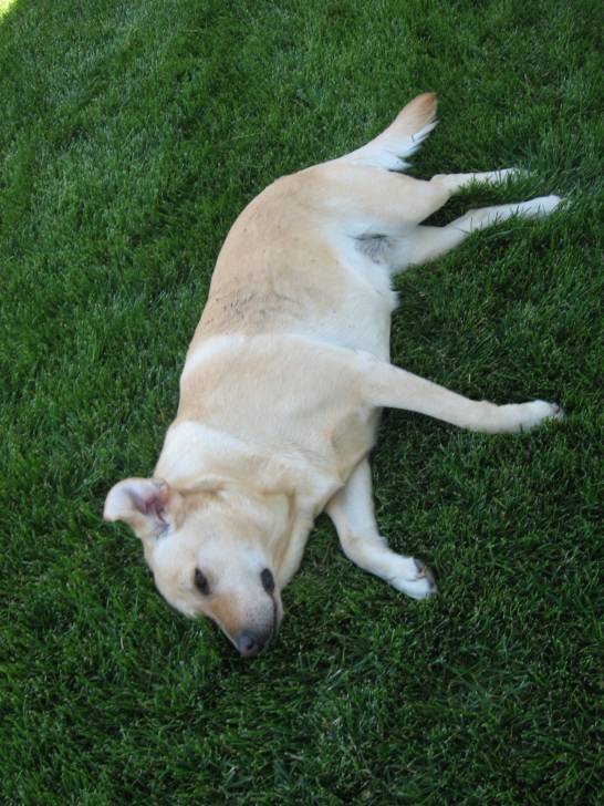 Hannah - Labrador Retriever