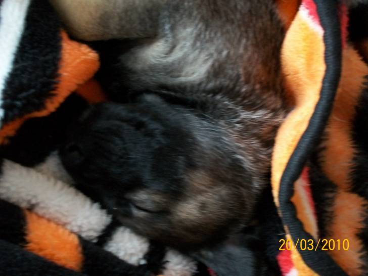 Then Buddy - Labrador Retriever Mâle (2 mois)