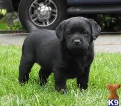 Onyx - Labrador Retriever Mâle (7 mois)