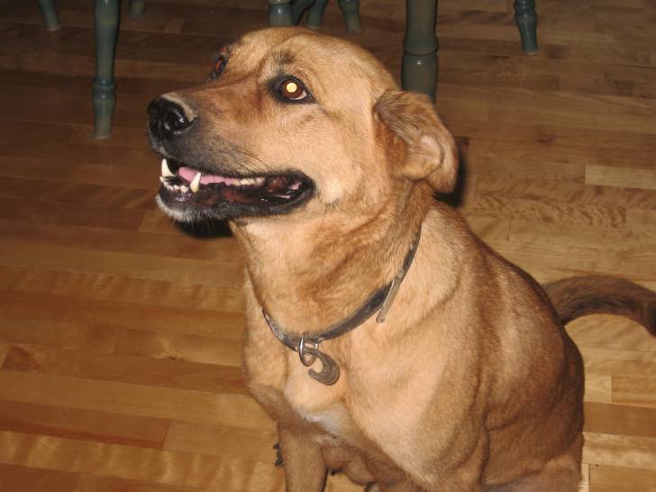 LiLi - Labrador Retriever (Autre)