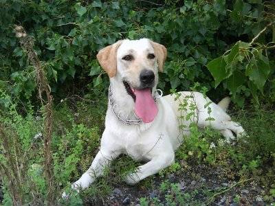 Kali - Labrador Retriever (3 ans)