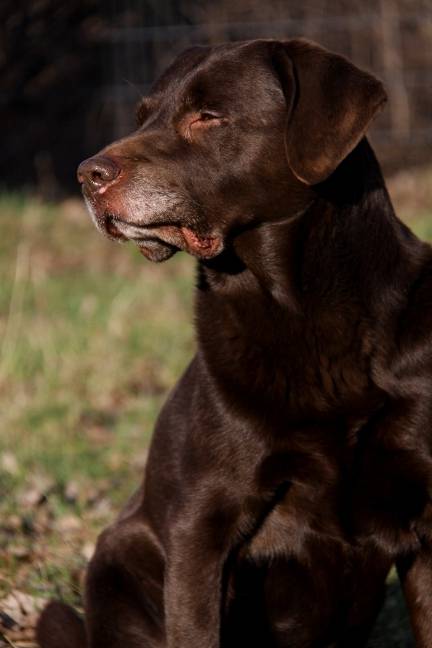 Nico - Labrador Retriever Mâle (10 ans)