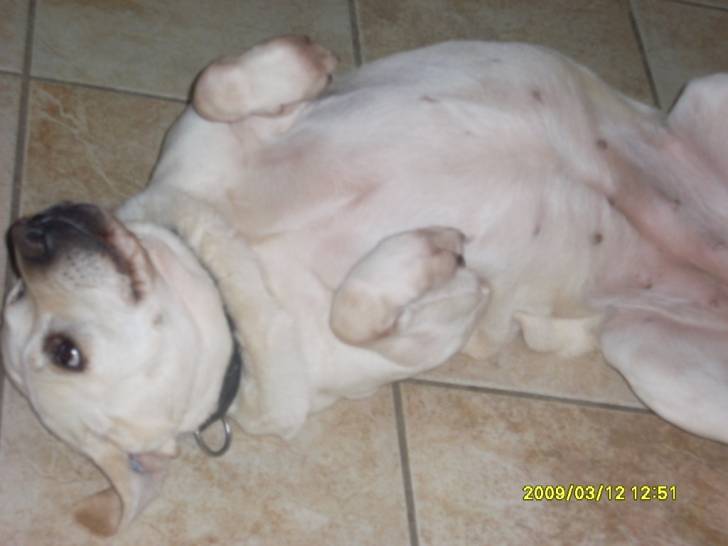 savane - Labrador Retriever (8 ans)