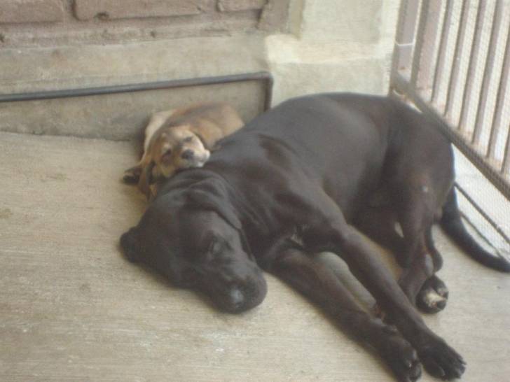 paolo y capuchina - Labrador Retriever Mâle (3 ans)