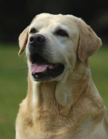 Oscar - Labrador Retriever Mâle (11 ans)