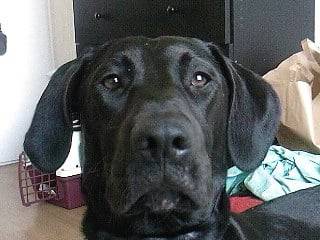 Vodka - Labrador Retriever (1 mois)