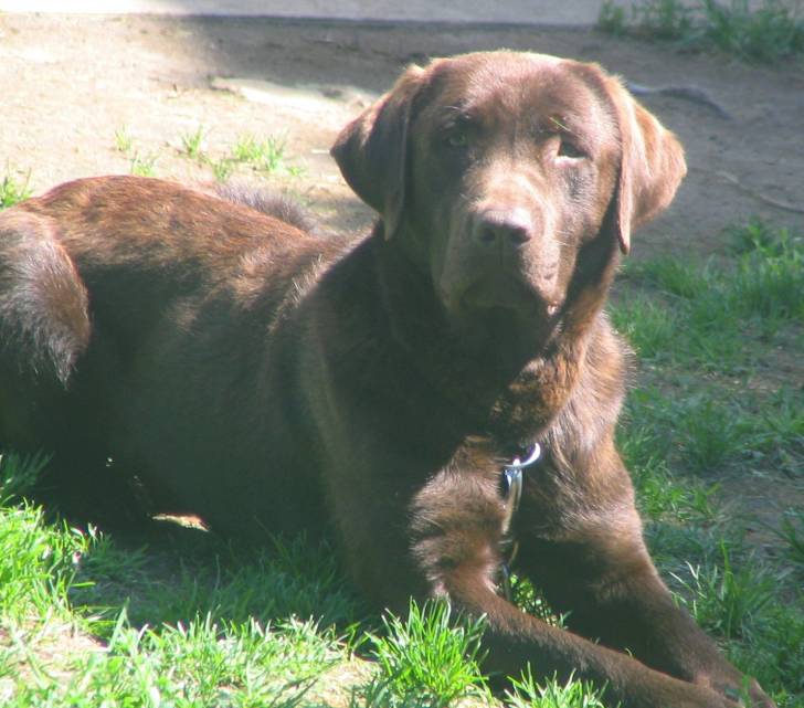zazou - Labrador Retriever Mâle (1 an)