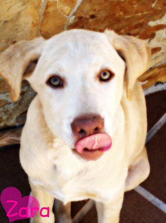 Zara - Labrador Retriever (1 an)