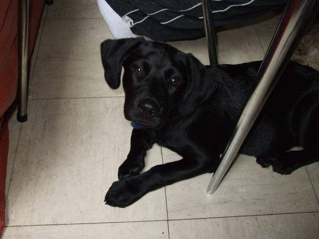 ramsès - Labrador Retriever Mâle (7 ans)