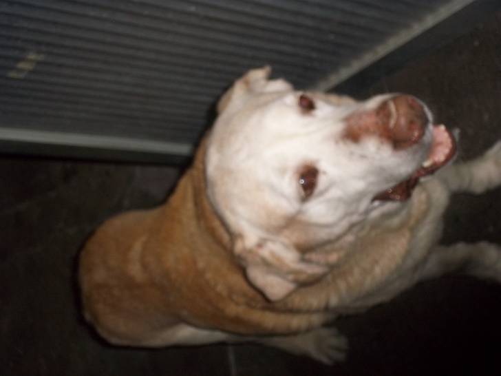 Baker - Labrador Retriever Mâle (11 ans)