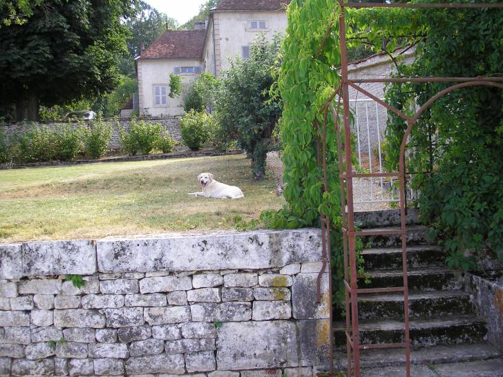 Lara - Labrador Retriever (13 ans)
