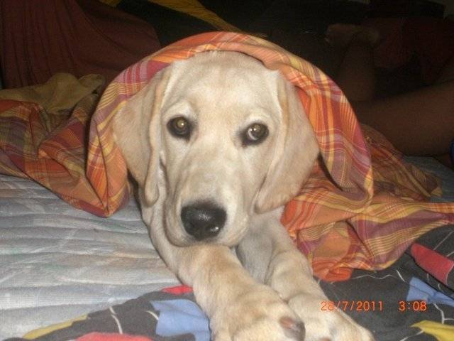 arena - Labrador Retriever (1 an)