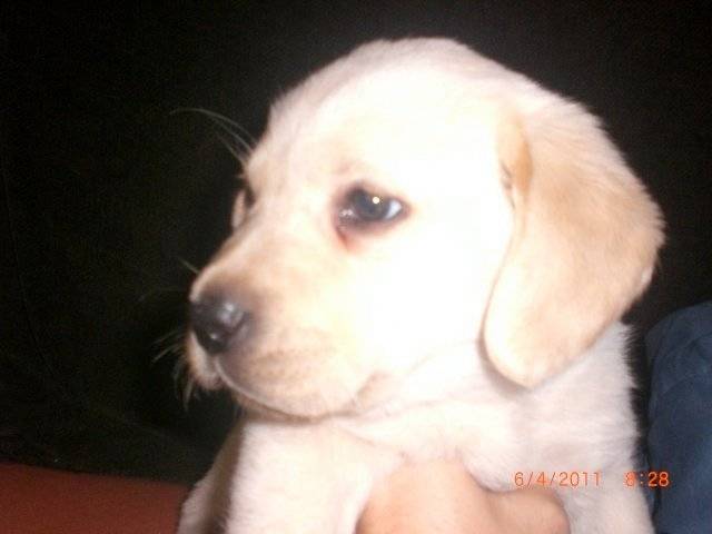 arena - Labrador Retriever (3 mois)