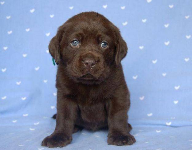 anissa - Labrador Retriever (3 mois)