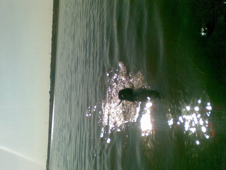 Jugando en la presa - Labrador Retriever (8 ans)