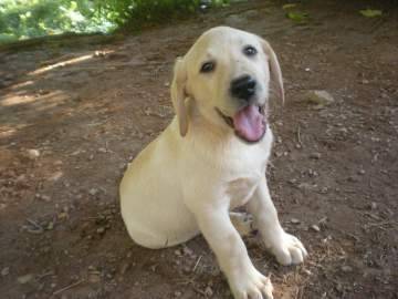 kira - Labrador Retriever (5 mois)