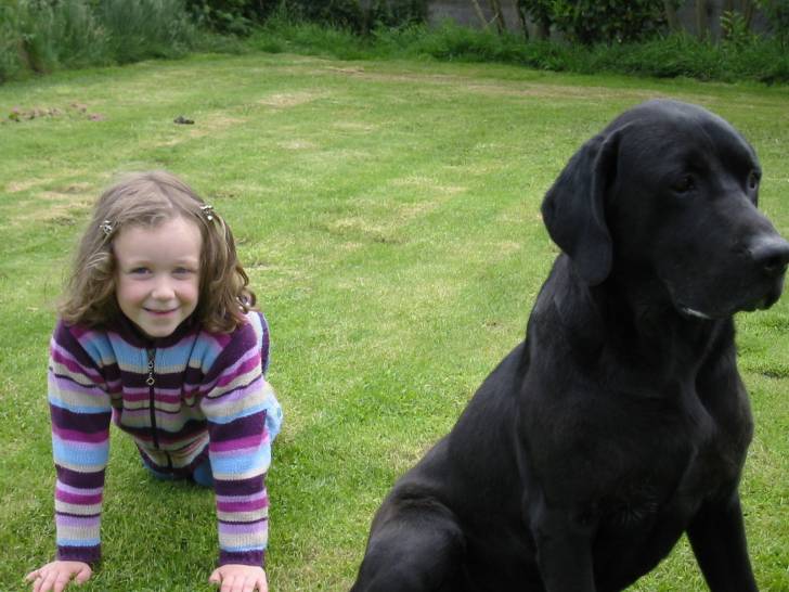 Lord - Labrador Retriever Mâle (10 ans)