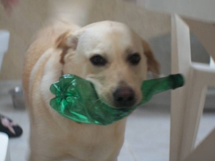 Keira - Labrador Retriever (2 ans)