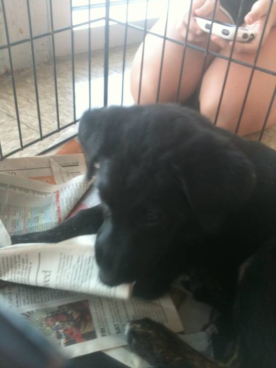 Sadie - Labrador Retriever (4 mois)