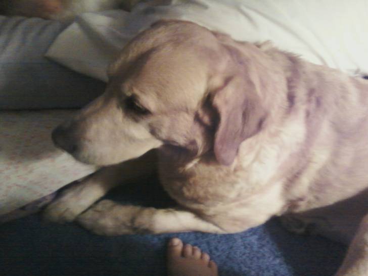 Jake - Labrador Retriever Mâle (11 ans)