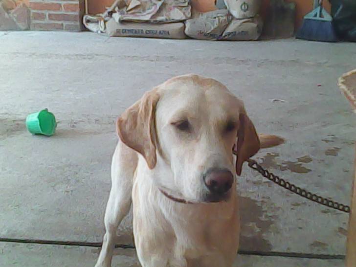 TITO - Labrador Retriever Mâle (9 mois)