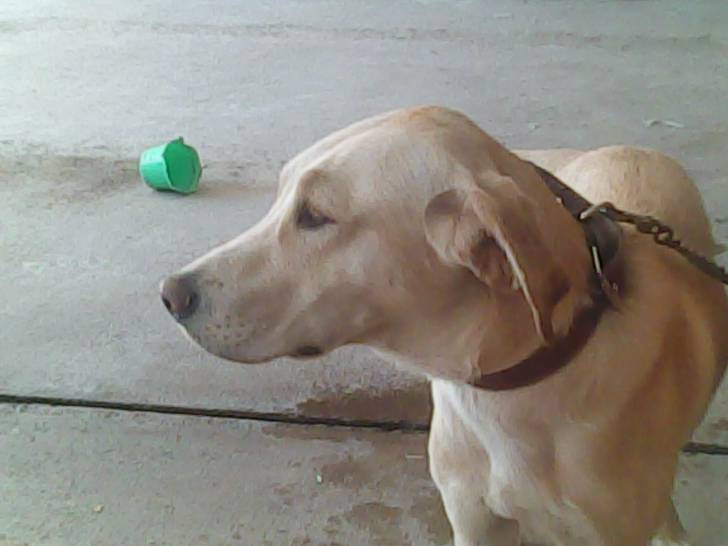 TITO - Labrador Retriever Mâle (9 mois)