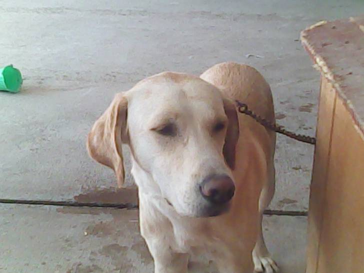 TITO - Labrador Retriever Mâle (9 mois)