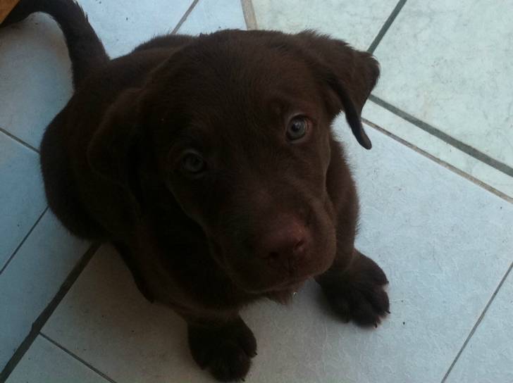 Doppy - Labrador Retriever Mâle (6 mois)