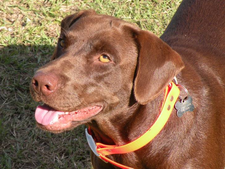 Ginger - Labrador Retriever (7 ans)