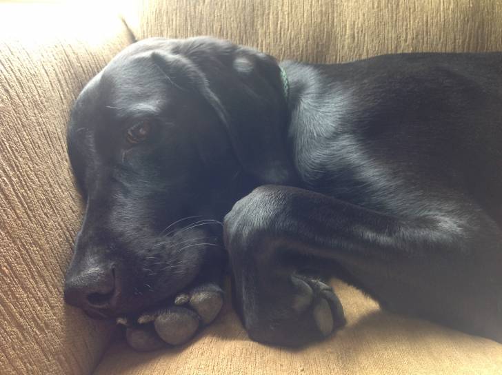 Emerald (Emmy) - Labrador Retriever (1 an)