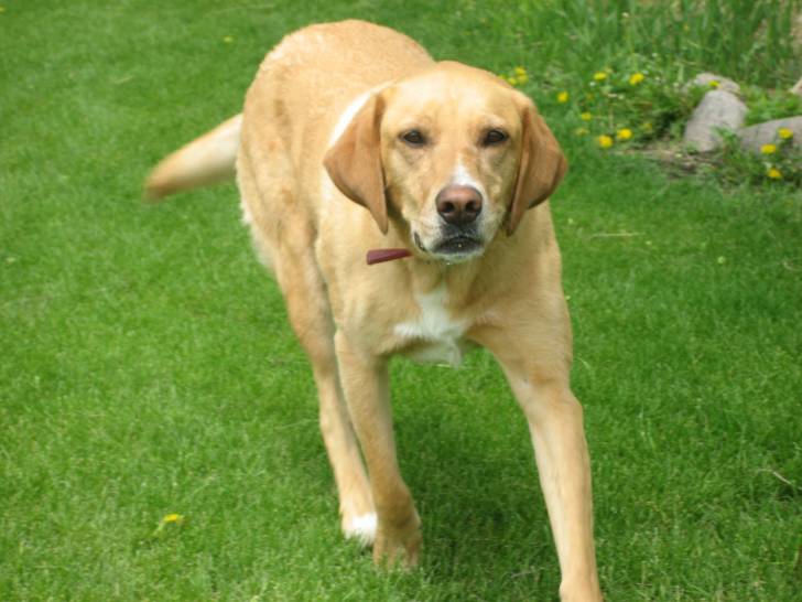 Ginger - Labrador Retriever
