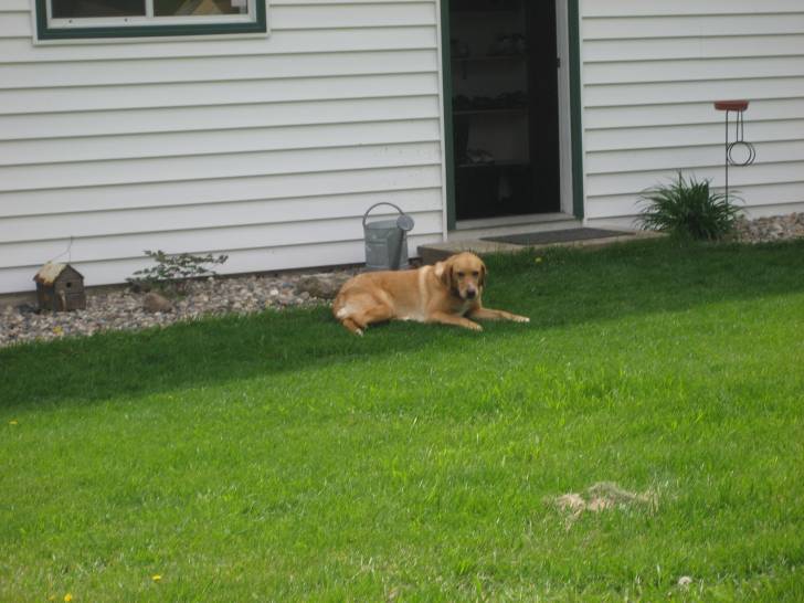 Ginger - Labrador Retriever