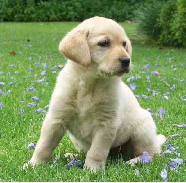 alan - Labrador Retriever (3 mois)
