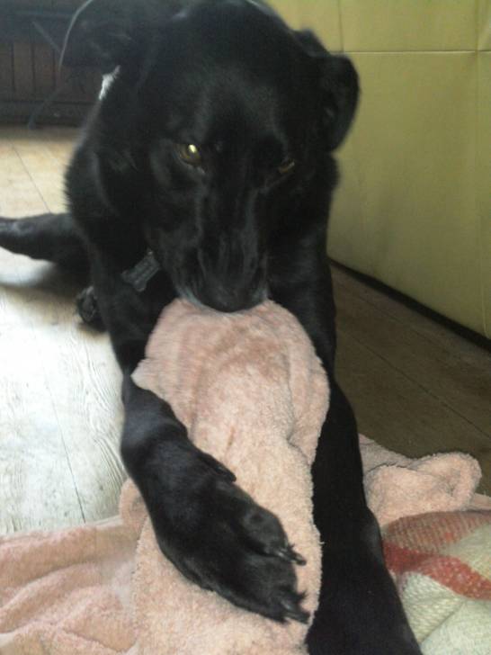 Vikye - Labrador Retriever (8 ans)
