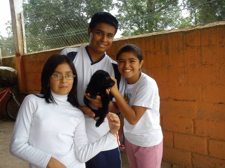 zeus, mis hermanos y yo - Labrador Retriever Mâle (3 mois)