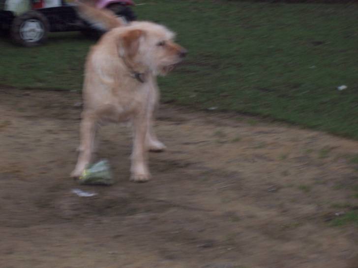 lolita - Labrador Retriever (4 ans)