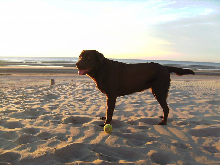 Kailee - Labrador Retriever (3 ans)