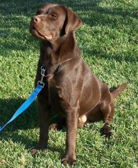 YA LLEGUE - Labrador Retriever (2 ans)