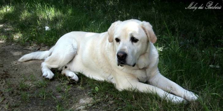 Moby des Berberis - Labrador Retriever Mâle (Autre)