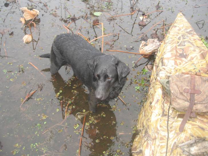 Lola - Labrador Retriever (4 ans)